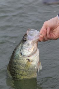 Crappie